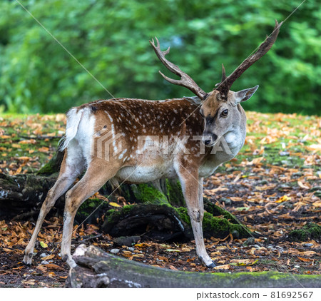 The fallow deer, Dama mesopotamica is a ruminant mammal The fallow deer, Dama mesopotamica is a ruminant mammal 81692567
