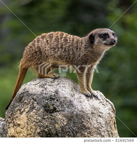 Meerkat, Suricata suricatta sitting on a stone and looking into the distance Meerkat, Suricata suricatta sitting on a stone and looking into the distance 81692569