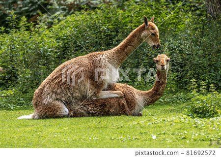 Vicunas, Vicugna Vicugna, relatives of the llama in a German park 81692572