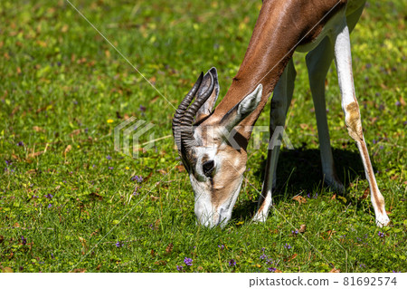 Dama gazelle, Gazella dama mhorr or mhorr gazelle is a species of gazelle 81692574