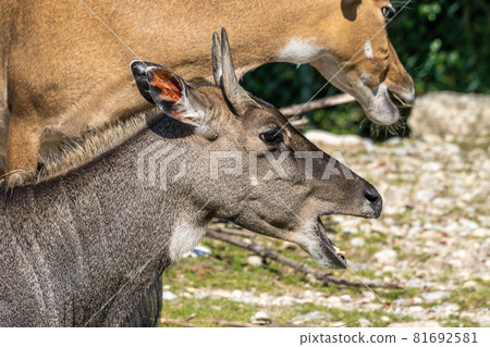 Indian Blackbuck, Antelope cervicapra or Indian antelope. Indian Blackbuck, Antelope cervicapra or Indian antelope. 81692581