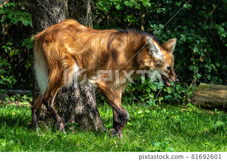 The Maned Wolf, Chrysocyon brachyurus is the largest canid of South America The Maned Wolf, Chrysocyon brachyurus is the largest canid of South America 81692601