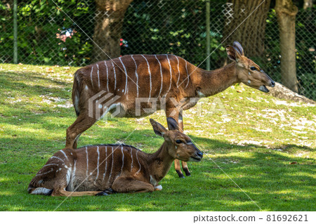 Nyala Antelope - Tragelaphus angasii. Wild life animal. 81692621
