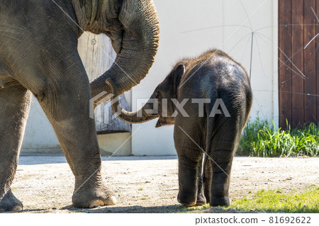 The Asian elephant, Elephas maximus also called Asiatic elephant The Asian elephant, Elephas maximus also called Asiatic elephant 81692622