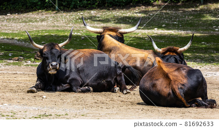 Heck cattle, Bos primigenius taurus or aurochs in a German park 81692633