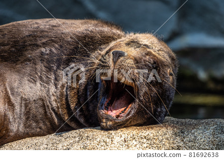 The South American sea lion, Otaria flavescens in the zoo The South American sea lion, Otaria flavescens in the zoo 81692638