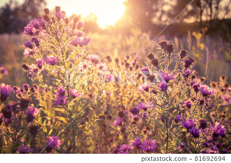 Autumn wild grass and flowers on a meadow Autumn wild grass and flowers on a meadow 81692694