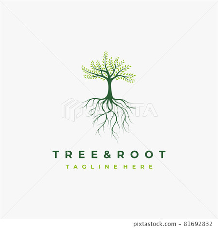 Vibrant tree logo design, tree and root vector. Tree of life logo design inspiration Vibrant tree logo design, tree and root vector. Tree of life logo design inspiration 81692832