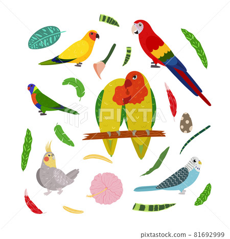 Design template with parrots in square for kid print. Rectangle composition of tropical birds lovebirds, macaw, cockatiel, aratinga and pionus. Vector set of jungle life in cartoon style. 81692999