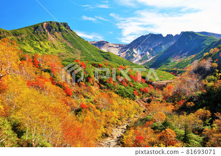 北海道秋天的藍天和十胜山的紅葉 北海道秋天的藍天和十胜山的紅葉 81693071