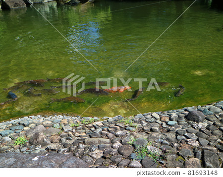 Koi in the pond in the Japanese garden of the Olympics Koi in the pond in the Japanese garden of the Olympics 81693148