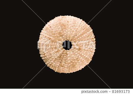 Sea urchin abstract macro view 81693173