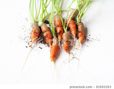 carrots with soil and green leaves on white carrots with soil and green leaves on white 81693263