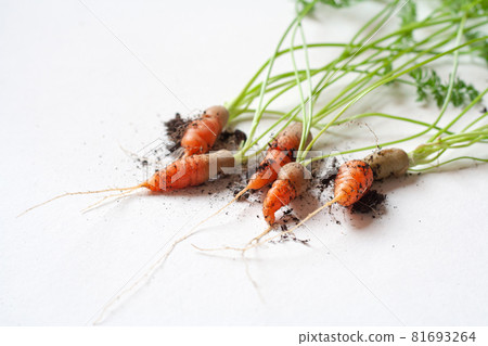 carrots with soil and green leaves on white carrots with soil and green leaves on white 81693264