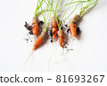 carrots with soil and green leaves on white 81693267