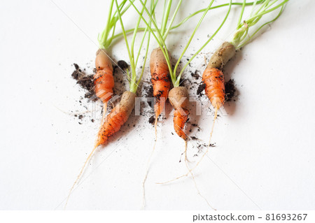 carrots with soil and green leaves on white carrots with soil and green leaves on white 81693267