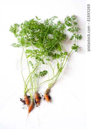 carrots with soil and green leaves on white carrots with soil and green leaves on white 81693269