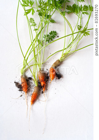 carrots with soil and green leaves on white carrots with soil and green leaves on white 81693270