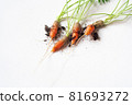 carrots with soil and green leaves on white 81693272