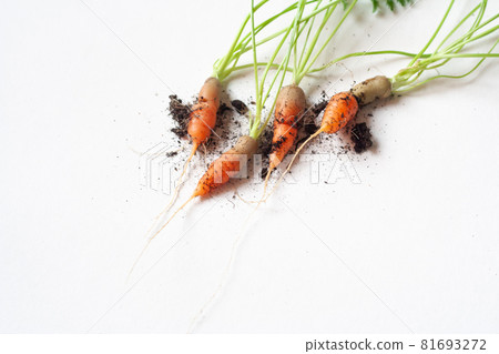 carrots with soil and green leaves on white carrots with soil and green leaves on white 81693272