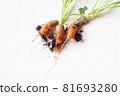 carrots with soil and green leaves on white 81693280