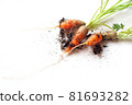 carrots with soil and green leaves on white 81693282
