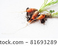 carrots with soil and green leaves on white 81693289