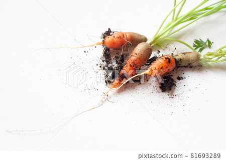 carrots with soil and green leaves on white carrots with soil and green leaves on white 81693289