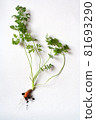 carrots with soil and green leaves on white 81693290