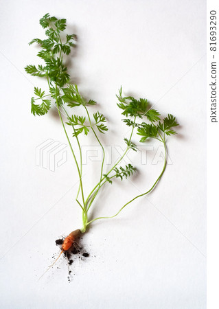 carrots with soil and green leaves on white carrots with soil and green leaves on white 81693290