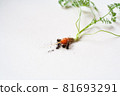 carrots with soil and green leaves on white 81693291