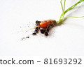 carrots with soil and green leaves on white 81693292