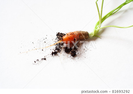 carrots with soil and green leaves on white carrots with soil and green leaves on white 81693292