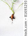 carrots with soil and green leaves on white 81693293