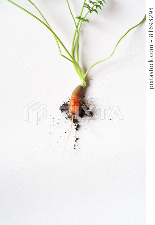 carrots with soil and green leaves on white 81693293