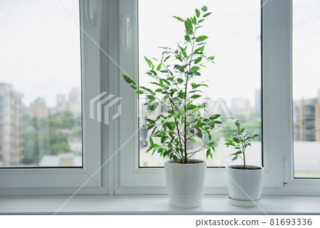 Two Ficus benjamina in white pot plant at home design 81693336