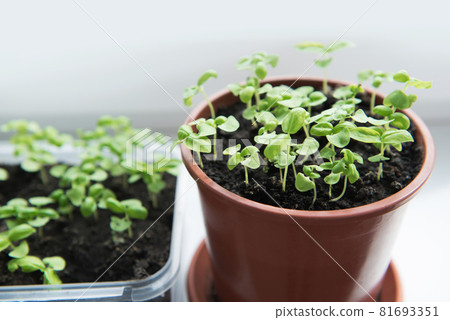 Seedling of plants in pots on window sill Seedling of plants in pots on window sill 81693351