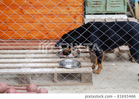 Teenage Doberman Pinscher puppy eating in the enclosure. The dog eats food from metal bowls. Pets. Selective focus. Teenage Doberman Pinscher puppy eating in the enclosure. The dog eats food from metal bowls. Pets. Selective focus. 81693466