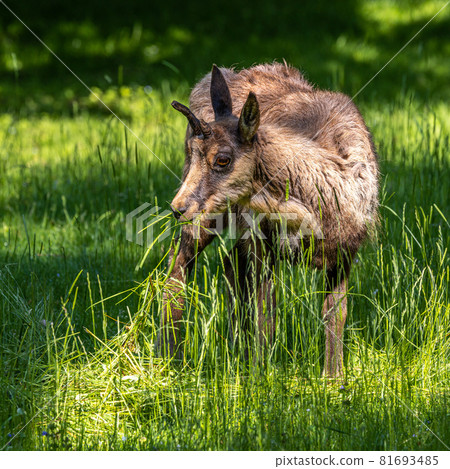 Apennine chamois, Rupicapra pyrenaica ornata, is living in Italy and Spain 81693485