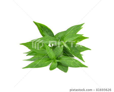 Andrographis paniculata plant on white background. Andrographis paniculata plant on white background. 81693626