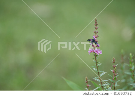 藍色蜜蜂呼喚幸福 藍色蜜蜂呼喚幸福 81693782