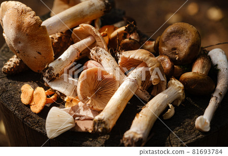 Fresh various mushrooms on a stump in the autumn forest. 81693784
