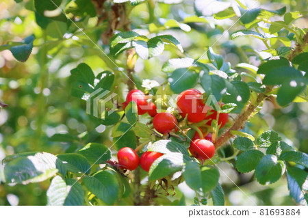 玫瑰果玫瑰果 81693884