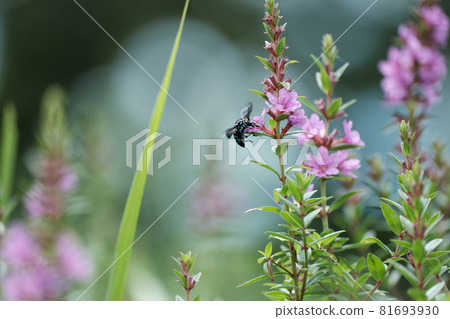 藍蜂從花朵中吸取花蜜 藍蜂從花朵中吸取花蜜 81693930
