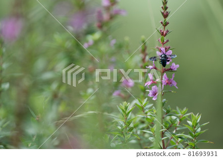 藍蜂棲息在花上 藍蜂棲息在花上 81693931