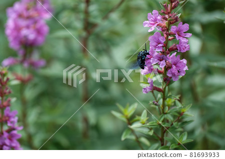 肥後台公園的藍蜂 肥後台公園的藍蜂 81693933