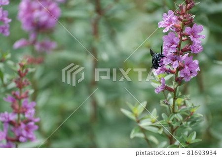 花栗鼠Rurimon吮吸花的蜂蜜 花栗鼠Rurimon吮吸花的蜂蜜 81693934