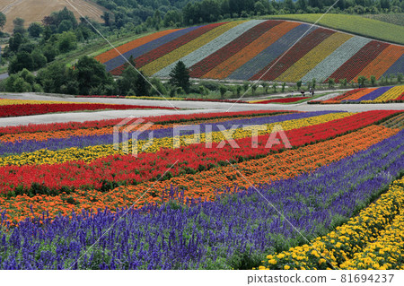 [北海道美瑛町]四季彩之丘八月 81694237