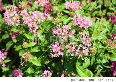 Pentas flowers Pentas flowers 81694375