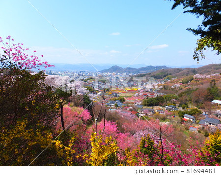 福島縣福島市春天裡山/花見山 福島縣福島市春天裡山/花見山 81694481
